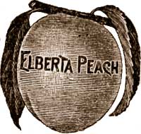Elberta peach