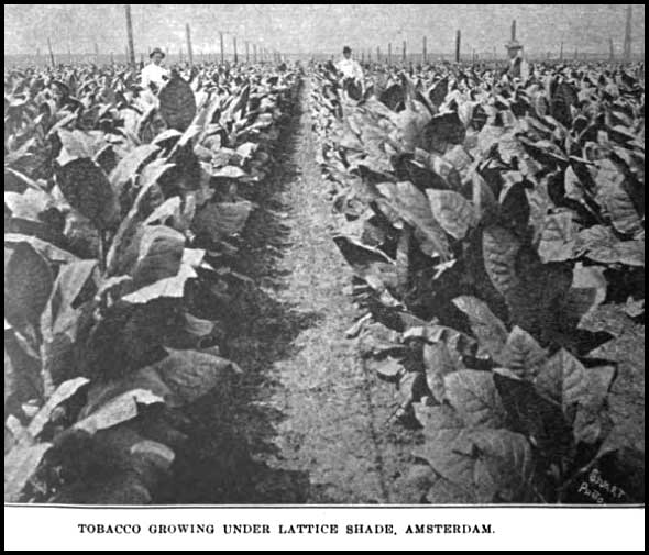 Growing shade tobacco near Amsterdam, Georgia