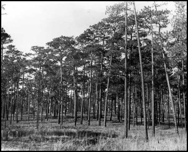 Virgin longleaf pine on Millpond Plantation,  Thomasville, Ga