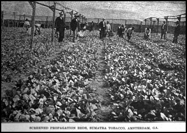 Sumatra tobacco beds, Amsterdam, Georgia