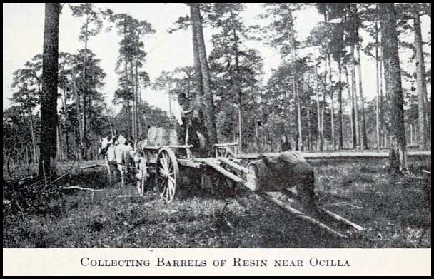 Collecting barrels of resin near Ocilla, Georgia
