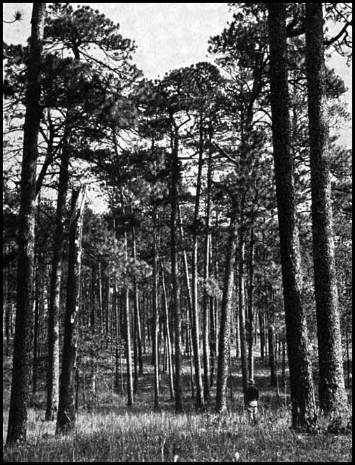 Longlead pine forest in Georgia