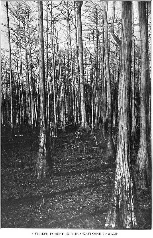 Cypress forest in Okefenokee Swamp